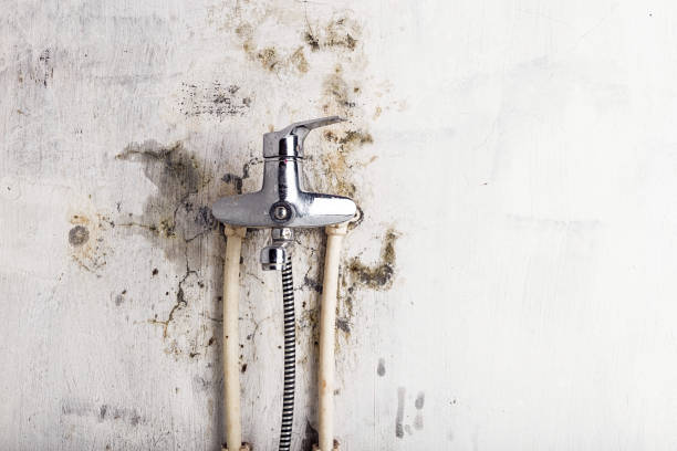  International Falls, MN Mold Removal Pros
