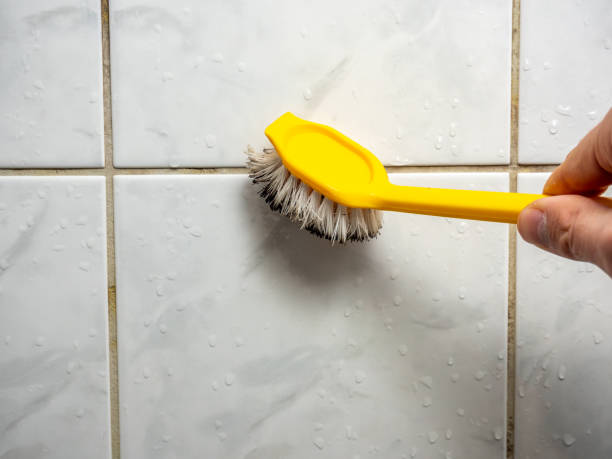 Best Black Mold Remediation in International Falls, MN