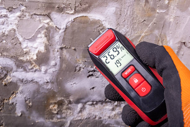 Best Post-Flood Mold Remediation in International Falls, MN