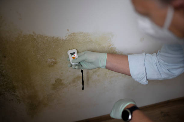 Best Mold Remediation for Specific Building Types in International Falls, MN