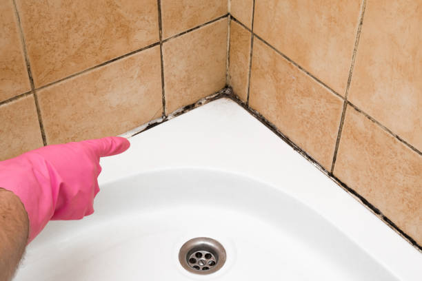 Best DIY Mold Remediation Support Services in International Falls, MN